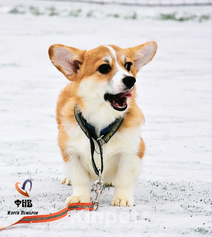Собаки в Москве: Лисичка вельш-корги-пемброк  Девочка, 45 000 руб. - фото 2