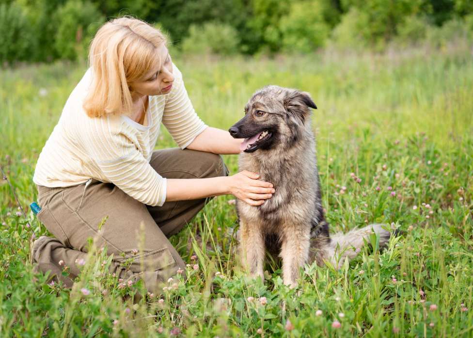 Собаки в Москве: Небольшая девочка из приюта ищет дом Девочка, Бесплатно - фото 7