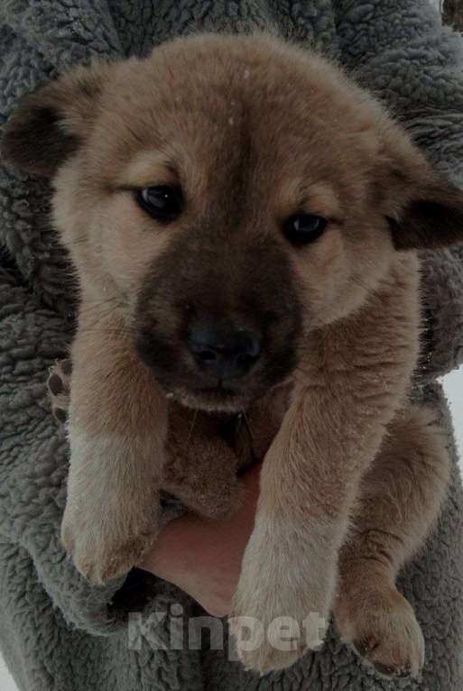 Собаки в Москве: в добрые руки Мальчик, Бесплатно - фото 3