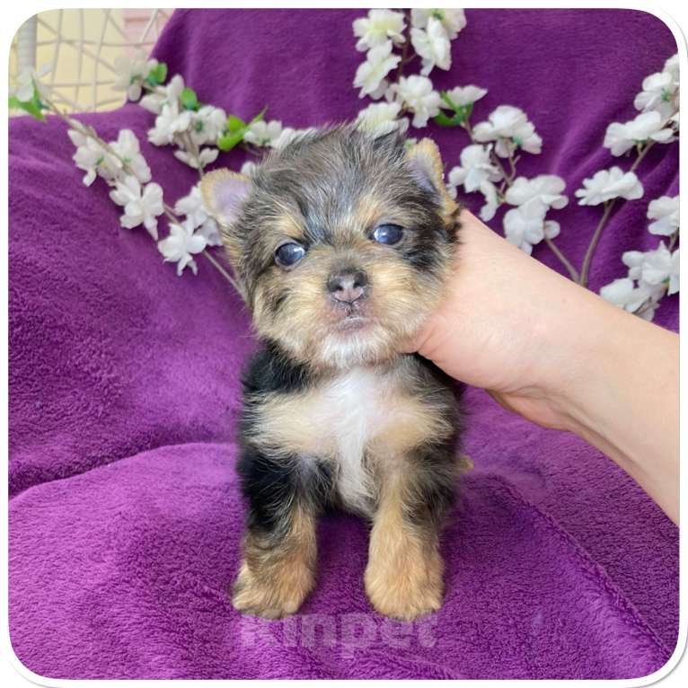 Собаки в Москве: Йорк мраморный мальчик крупный стандарт с зелёно голубыми глазами Мальчик, 60 000 руб. - фото 5