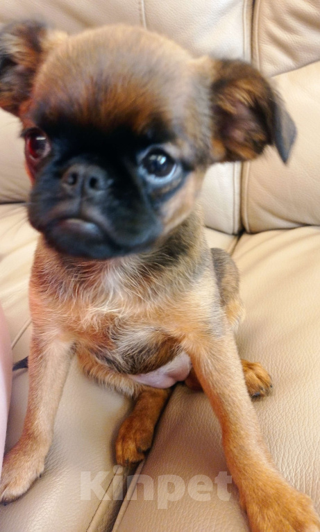 Собаки в Москве: Девочка рыжая  Девочка, 55 000 руб. - фото 6