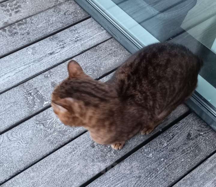 Кошки в Красноярске: Молодой котик Мальчик, Бесплатно - фото 2