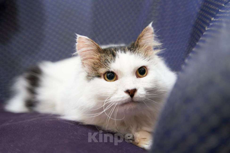 Кошки в Москве: Котик-добряк Мишутка в добрые руки Мальчик, Бесплатно - фото 3