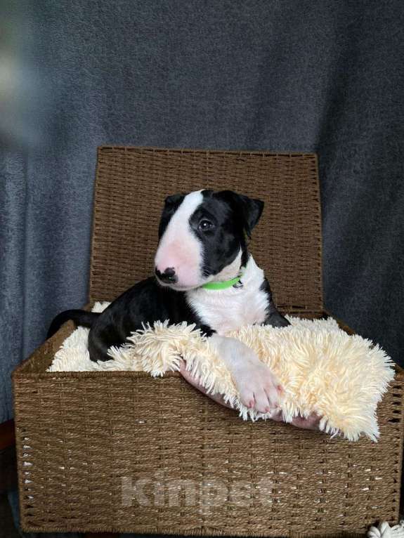 Собаки в Москве: Очень перспективные щенки стандартного бультерьера от здоровой и красивой пары чемпионов Мальчик, 90 000 руб. - фото 9