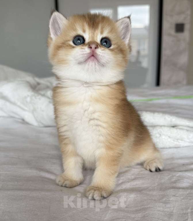 Кошки в Москве: Британские котята Мальчик, 60 000 руб. - фото 4