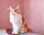 Кошки в Москве: Котята Мейн Кун, 2 000 руб. - фото 9