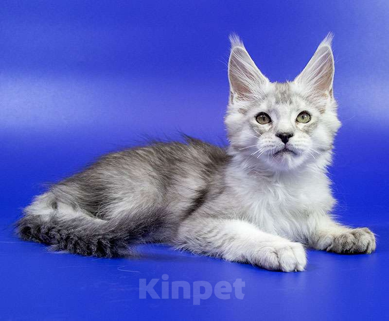 Кошки в Москве: Мейн кун котенок Мальчик, Бесплатно - фото 7