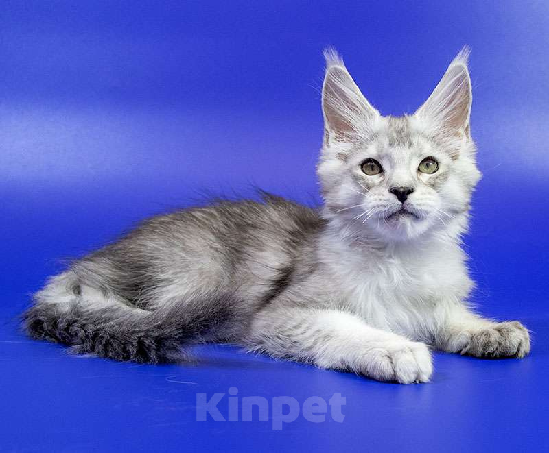 Кошки в Москве: Мейн кун котенок Мальчик, Бесплатно - фото 2