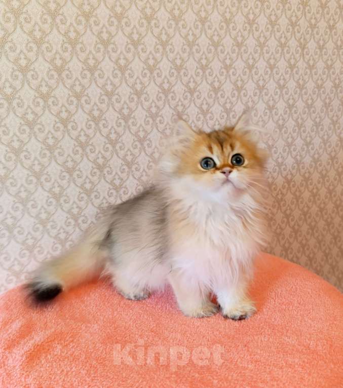 Кошки в Санкт-Петербурге: Золотой британчик Мальчик, 22 000 руб. - фото 4