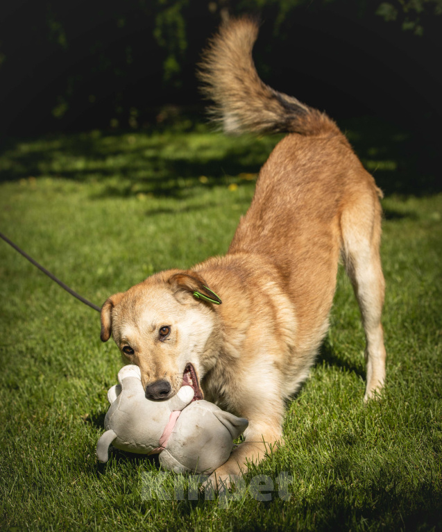 Собаки в других городах Московской области: Рыжая собака Апельсинка ищет дом! Девочка, Бесплатно - фото 8