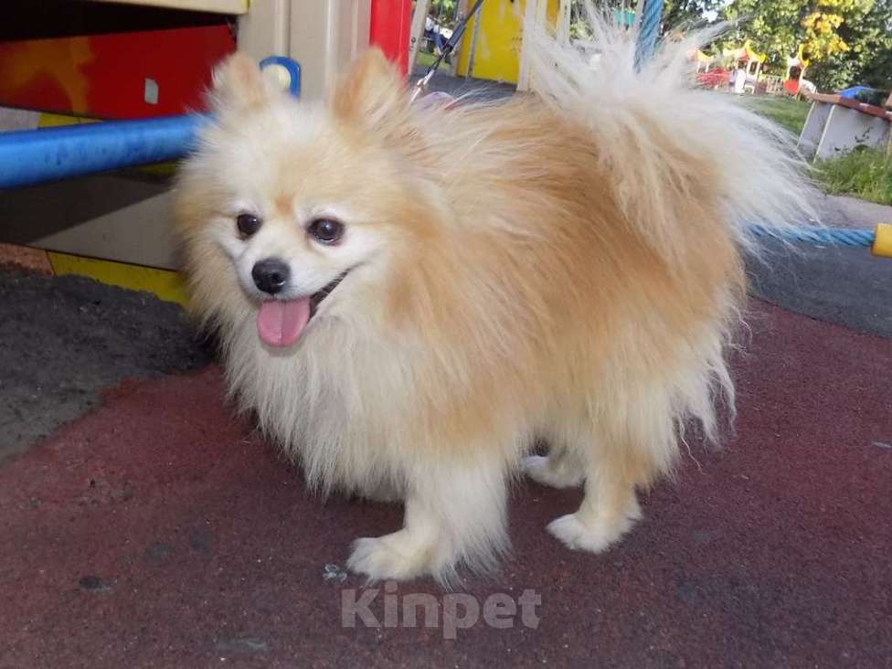 Собаки в Москве: Немецкий шпиц, взрослый мальчик Мальчик, 20 000 руб. - фото 7