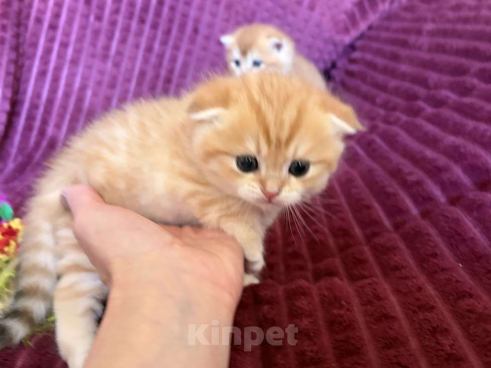 Кошки в Москве: Котик золотая шиншилла табби Мальчик, 30 000 руб. - фото 8