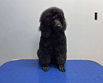 Собаки в Москве: Щенок Малого Пуделя Девочка, 90 000 руб. - фото 3
