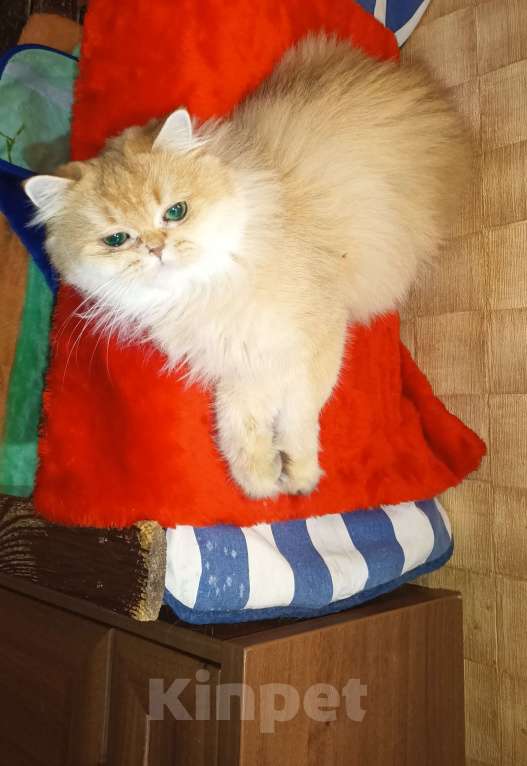 Кошки в Москве: Золотая длинношерстная девочка Девочка, 1 000 руб. - фото 1