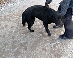 Собаки в Ореховом-Зуево: Нашли собаку Девочка, 10 руб. - фото 1