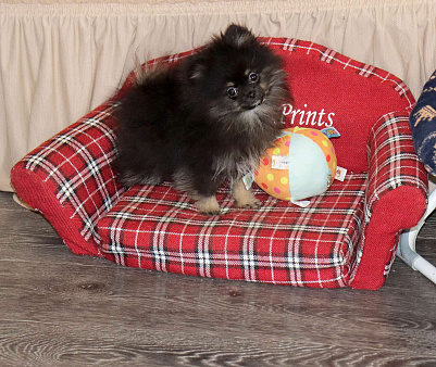 самая ЯРКАЯ девочка шпица