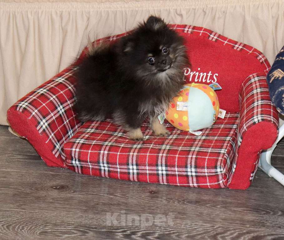 Собаки в Москве: самая ЯРКАЯ девочка шпица Девочка, 55 000 руб. - фото 1