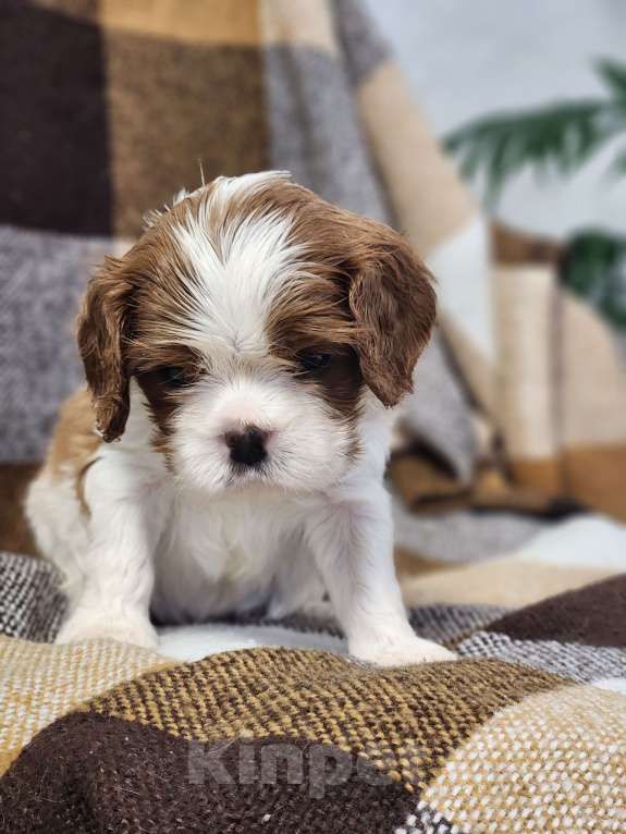 Собаки в Анапе: Розовая лента  Девочка, 110 000 руб. - фото 10