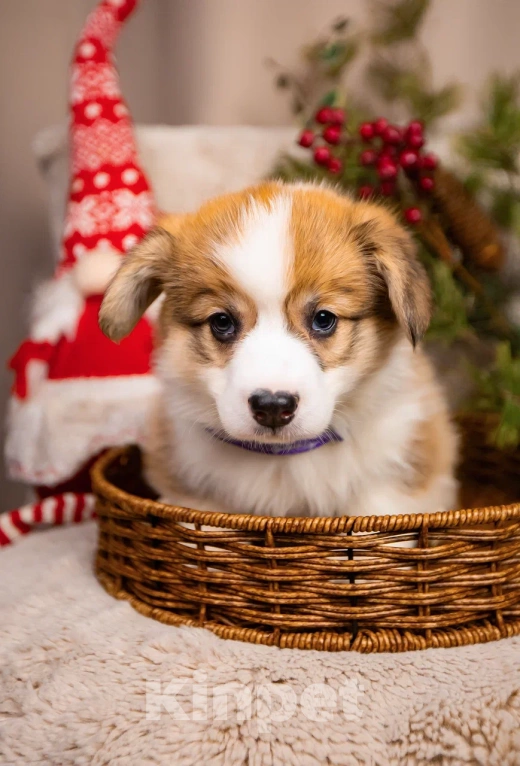 Собаки в Новосибирске: Валентайн щенок Корги Мальчик, 80 000 руб. - фото 4