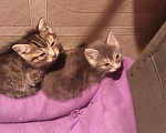 Кошки в Томске: Котёнок в добрые руки Девочка, Бесплатно - фото 7