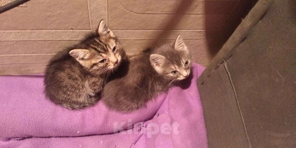 Кошки в Томске: Котёнок в добрые руки Девочка, Бесплатно - фото 7