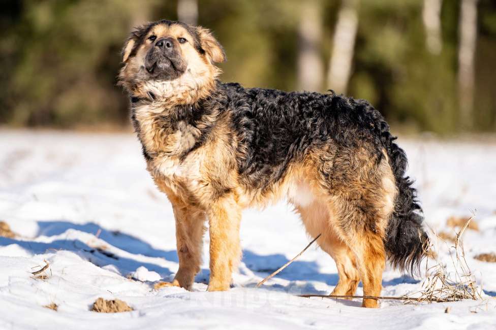 Собаки в Клине: Шарпундель — невероятный пёс Мальчик, Бесплатно - фото 5
