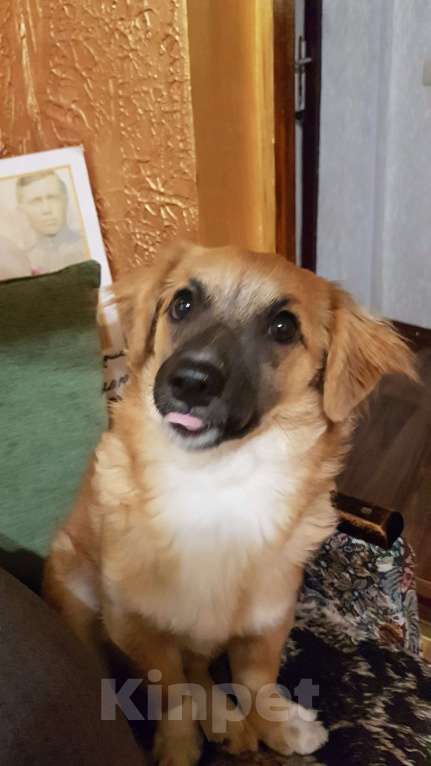 Собаки в Саке: Голландский Тюльпхонд-Спаниель Мальчик, Бесплатно - фото 1