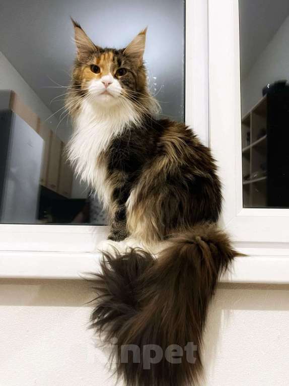 Кошки в Калуге: Потерял, отзовитесь народ. Девочка, 2 000 руб. - фото 2