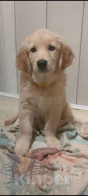 Собаки в Подольске: Щенок Золотистый ретривер девочка,2,5 месяца,рыжая Девочка, 80 000 руб. - фото 1