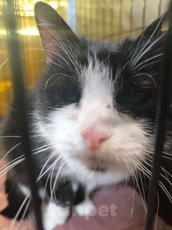 Кошки в Москве: "Фото попробуем, но результат не обещаем" Девочка, Бесплатно - фото 1