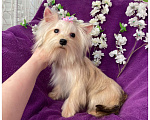Собаки в Москве: Мини девочка йоркширского терьера золотая голддаст Девочка, 80 000 руб. - фото 2