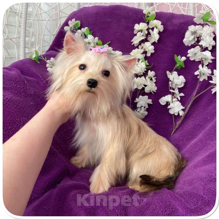 Собаки в Москве: Мини девочка йоркширского терьера золотая голддаст Девочка, 80 000 руб. - фото 2