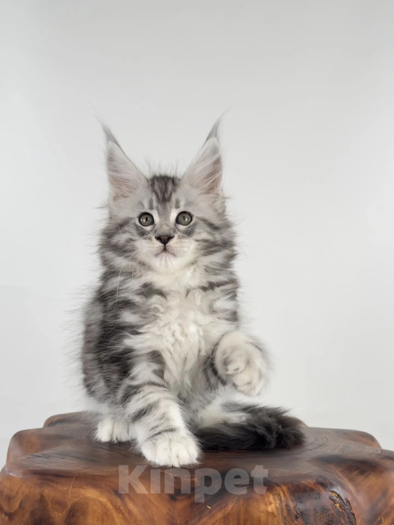 Кошки в Тюмени: Мейн-кун котенок мальчик Мальчик, 60 000 руб. - фото 3