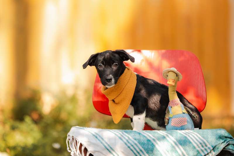 Собаки в Москве: Щенки от маленькой собаки в добрые руки Мальчик, Бесплатно - фото 6