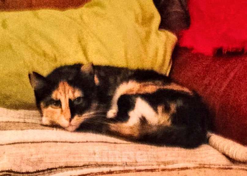 Кошки в Химках: Красавица Люси Девочка, Бесплатно - фото 4