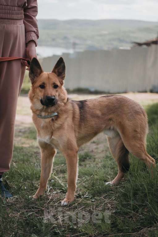 Собаки в Мурманске: Чудесный Марс ищет дом Мальчик, Бесплатно - фото 3
