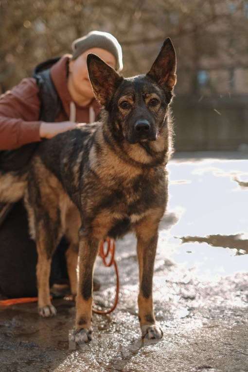 Собаки в Всеволожске: Собачка Боня очень хочет стать домашней Девочка, Бесплатно - фото 4