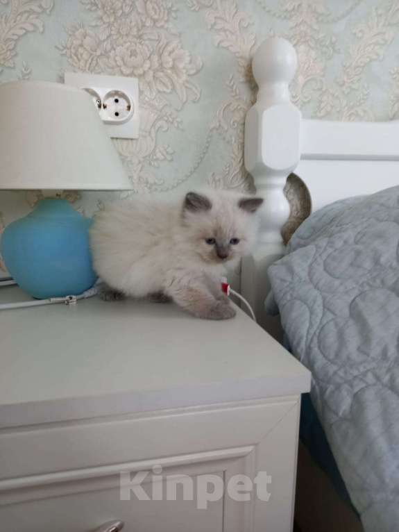 Кошки в Санкт-Петербурге: Девочка невской маскарадной кошки Девочка, 15 000 руб. - фото 2