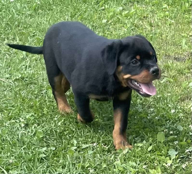 Собаки в других городах Ленинградской области: Щенок ротвейлера Мальчик, 60 000 руб. - фото 4
