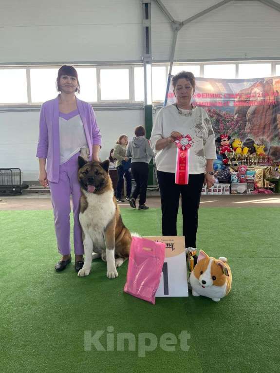 Собаки в Кемерово: Кобель для вязки Мальчик, 30 000 руб. - фото 3