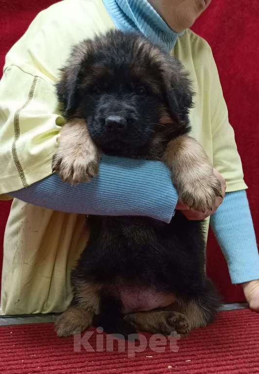 Собаки в Ангарске: Щенки длинношёрстной немецкой овчарки  Мальчик, 50 000 руб. - фото 7