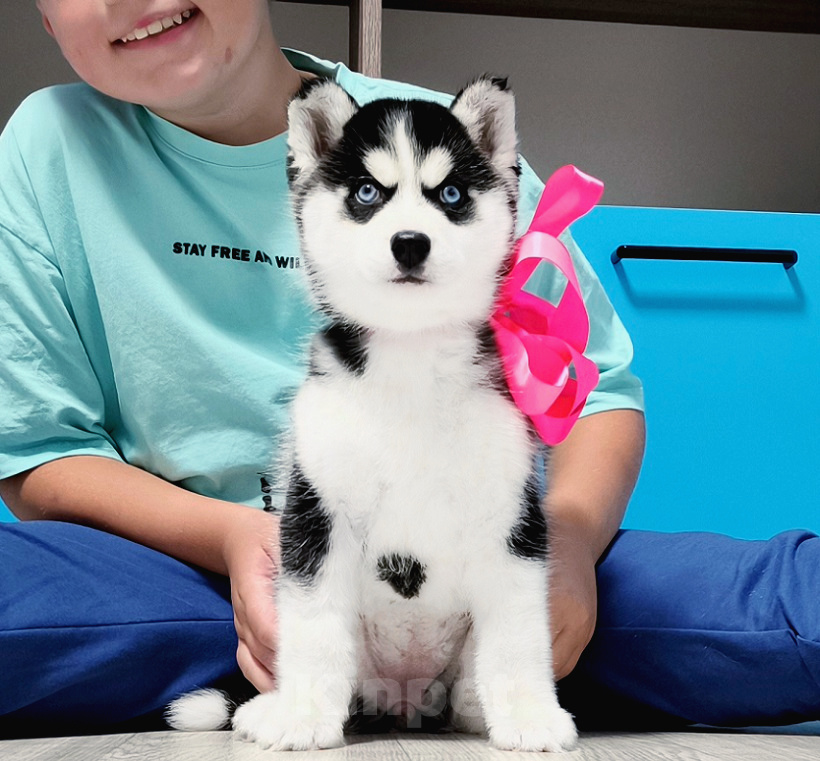Собаки в Сызрани: Хаски Щенки Разных окрасов Разнополые, Бесплатно - фото 1