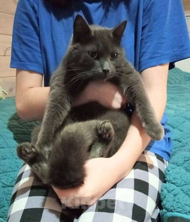 Кошки в Санкт-Петербурге: Филечка сладкий пирожочек Мальчик, Бесплатно - фото 1