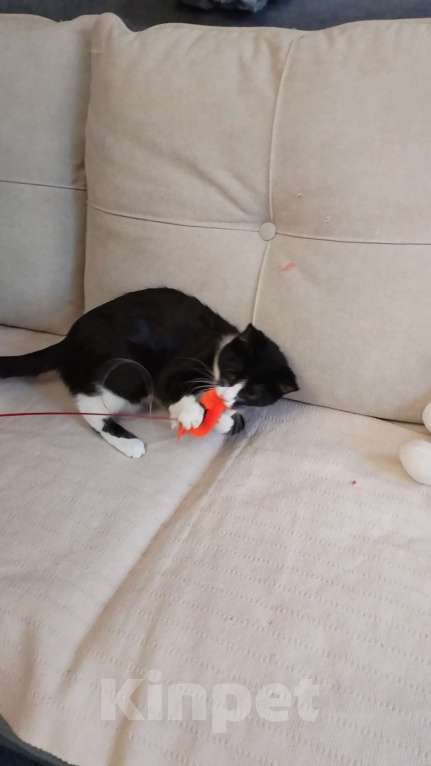 Кошки в Санкт-Петербурге: Удивительная малышка Асенька Девочка, Бесплатно - фото 3