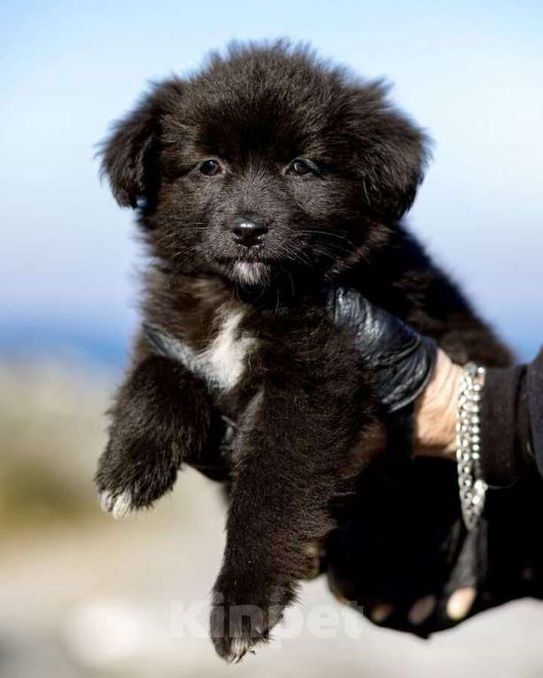 Собаки в Москве: Щенки ищут тёплый дом и любящее сердце! Девочка, Бесплатно - фото 4