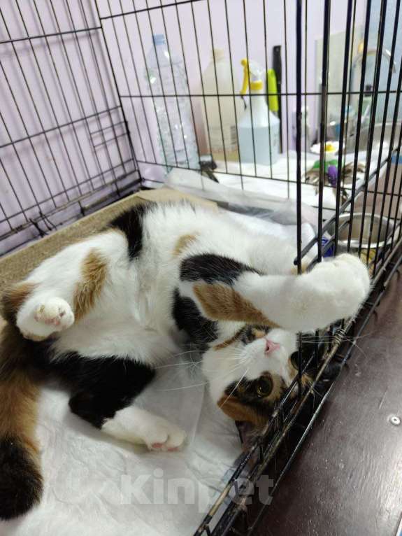 Кошки в Москве: Трехцветная кошка в добрые руки Девочка, Бесплатно - фото 2