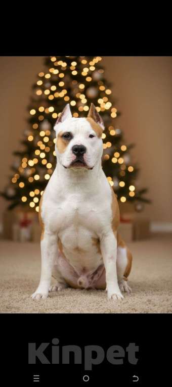 Собаки в Воронеже: Вязка Мальчик, Бесплатно - фото 2