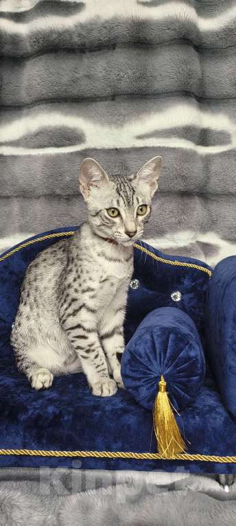 Кошки в Санкт-Петербурге: Котёнок Мау Диоген Мальчик, 45 000 руб. - фото 5