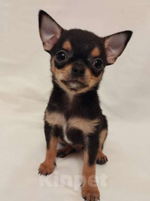 Собаки в Череповце: Щенки чихуахуа Мальчик, 30 000 руб. - фото 6