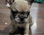 Собаки в Иркутске: Французский бульдог щенки Мальчик, 35 000 руб. - фото 1
